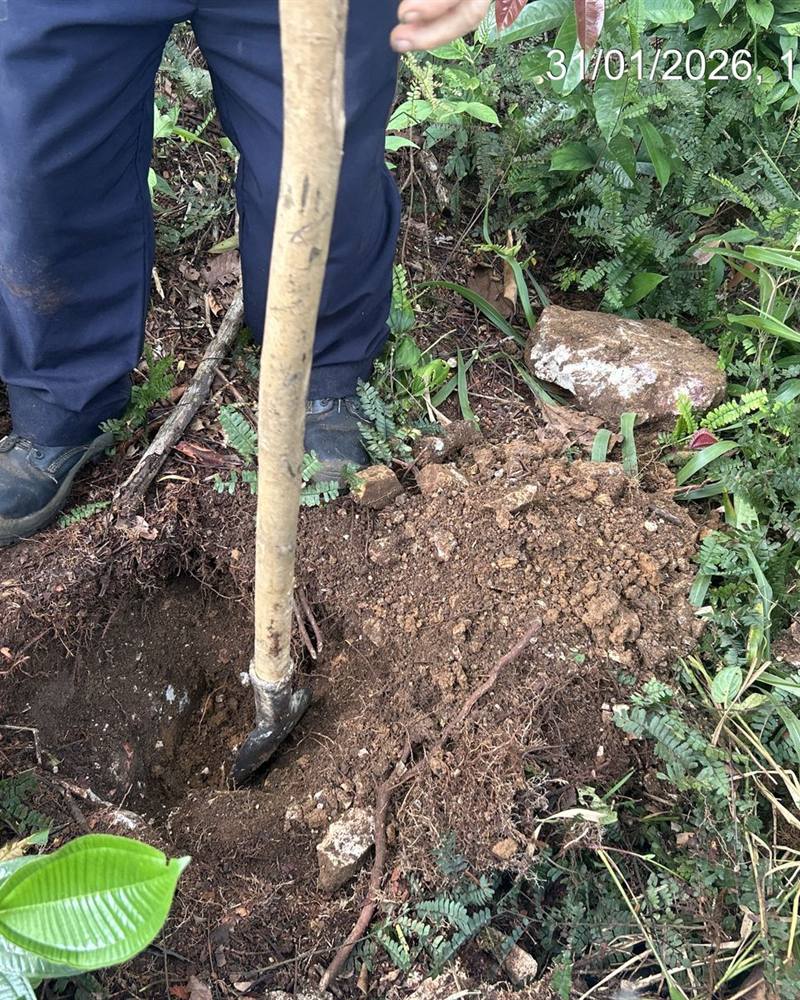 Apertura de un hoyo de siembra con palín en un área de restauración activa.