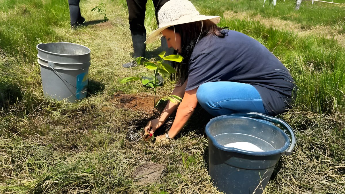 Una mujer con sombrero siembra una plántula en un potrero, con baldes de agua a los lados.
