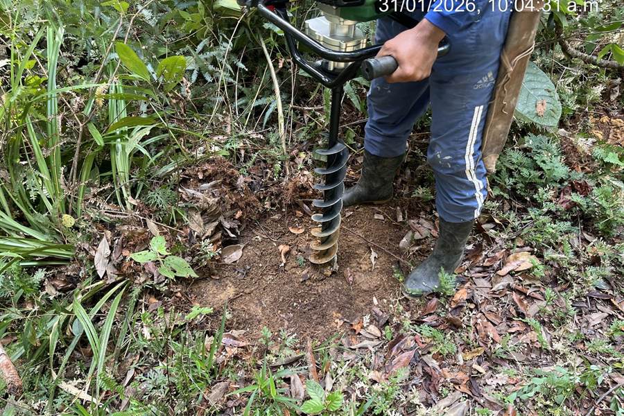 Ahoyadora a motor perforando el suelo del sotobosque para la siembra.
