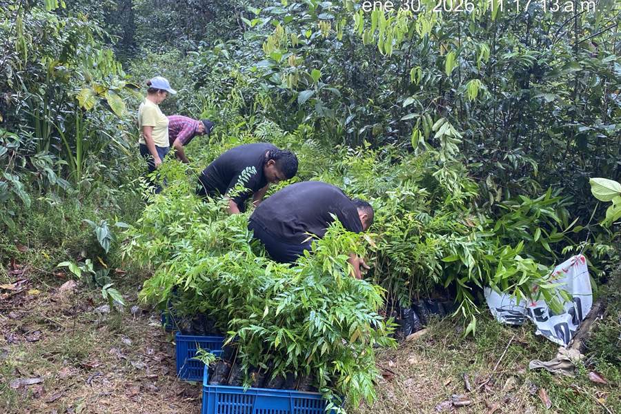 Grupo de personas recogiendo plántulas de canastillas en un sendero de bosque.