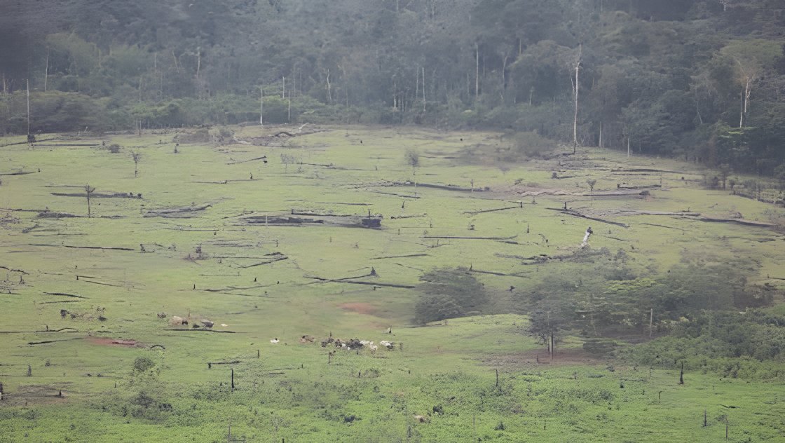 Potreros abiertos en medio de la selva, con el bosque retrocediendo al fondo.