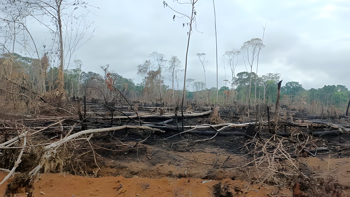 Un terreno quemado con troncos calcinados en el borde del bosque.