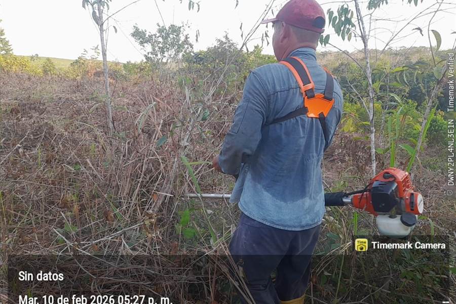 Trabajador limpiando con guadaña el rastrojo del área que será cercada.