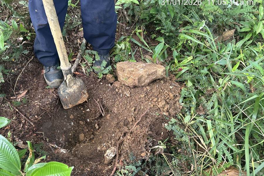 Apertura de un hoyo de siembra con palín entre la hojarasca del sotobosque.
