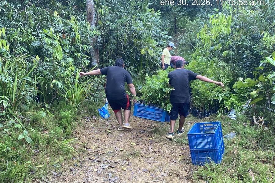 Dos personas cargando una canastilla de plántulas por un sendero hacia el área de siembra.