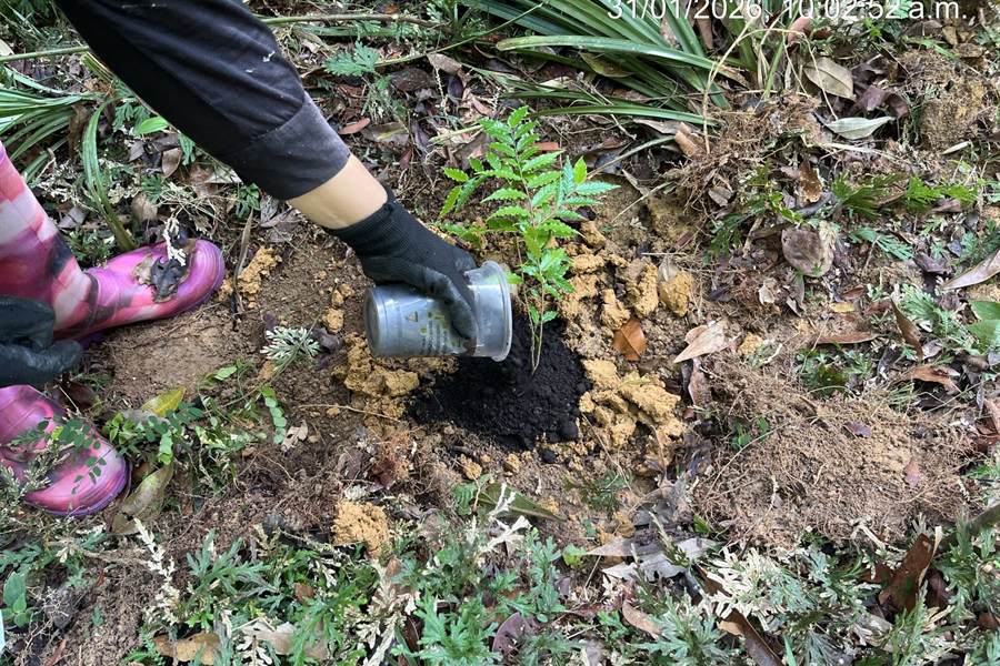 Mano enguantada aplicando abono orgánico sobre una plántula recién sembrada.